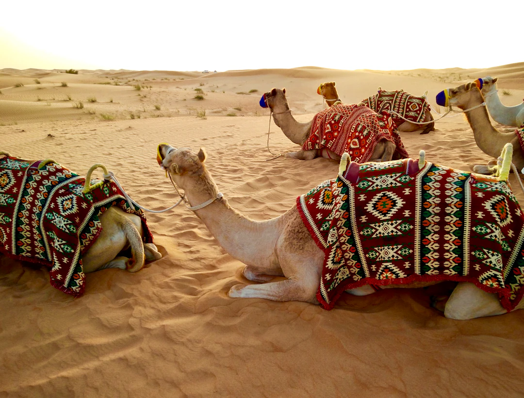 Camels resting in a desert landscape